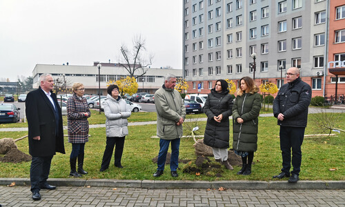 Dziekani wraz z Rektorem Politechniki Częstochowskiej sadzą 6 klonów symbolizujących 6 wydziałów Uczelni.